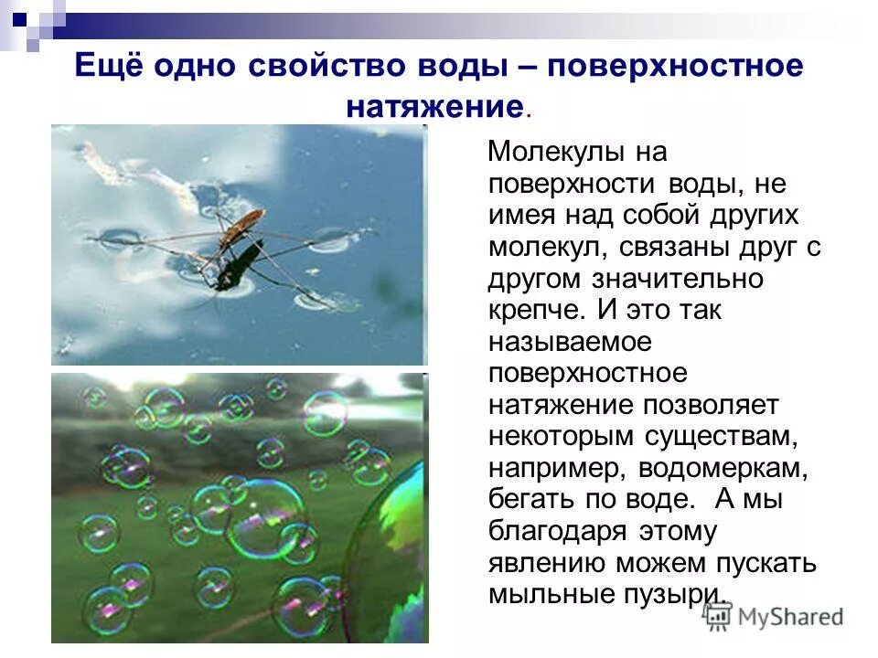 Поверхность натяжения воды. Поверхностное натяжениемводы. Поверхностное натяжение воды в природе. Натяжение поверхности воды. Свойства воды поверхностное натяжение.