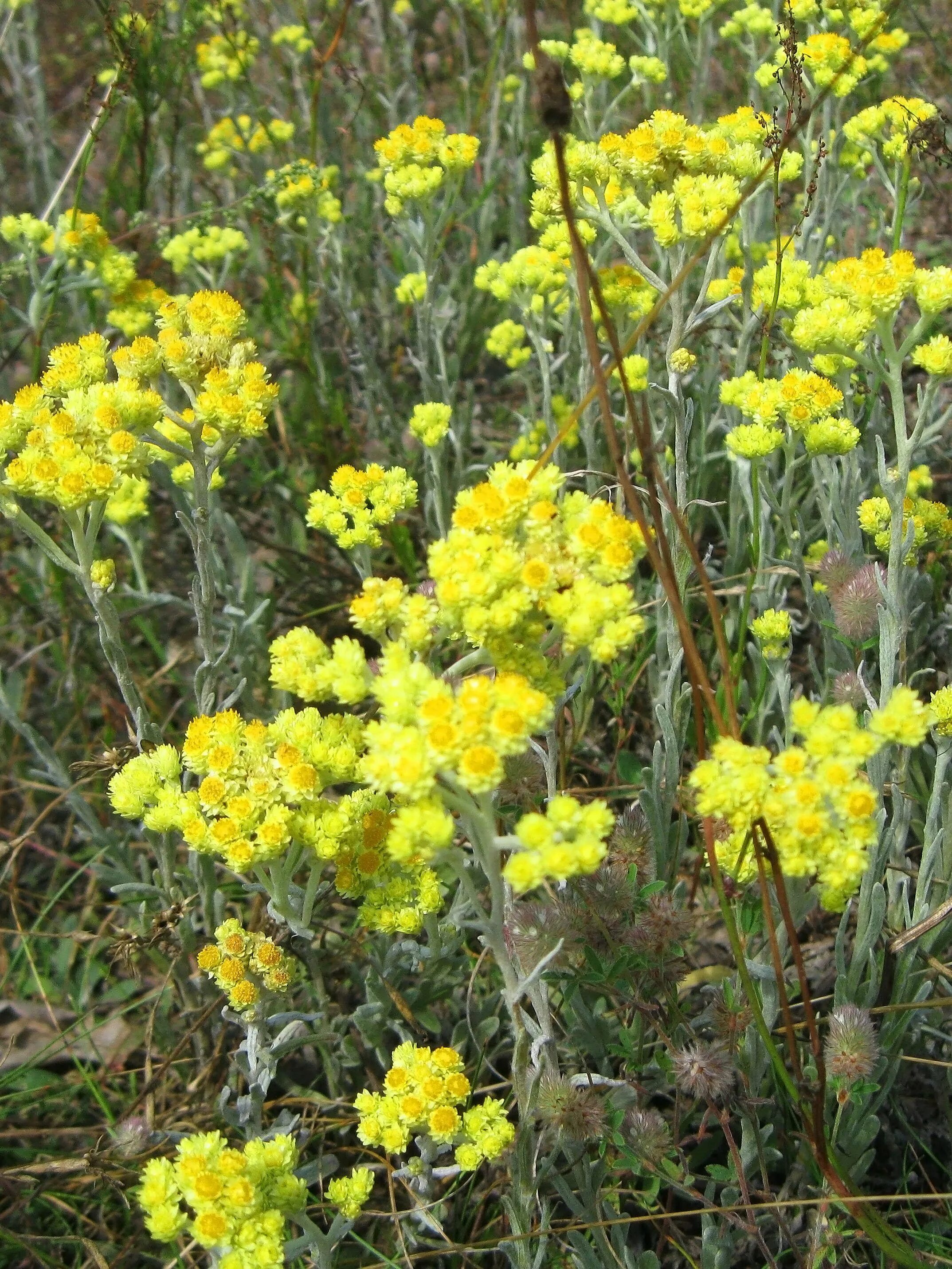 Бессмертник песчаный (цмин песчаный). Бессмертник песчаный (цмин).. Helichrysum arenarium – бессмертник песчаный. Бессмертник песчаный цмин песчаный Мордовия
