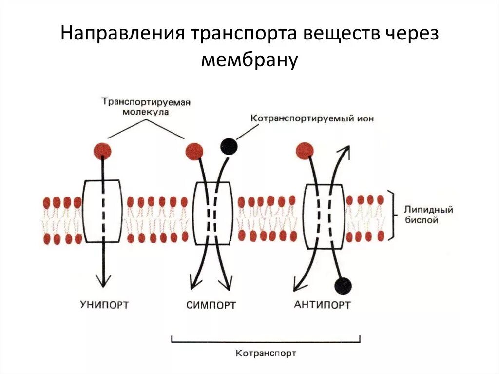 Типы переноса веществ через биологические мембраны. Схема транспорта через клеточную мембрану. Активный и пассивный транспорт ионов через клеточную мембрану. Пассивный транспорт веществ через мембрану схема.