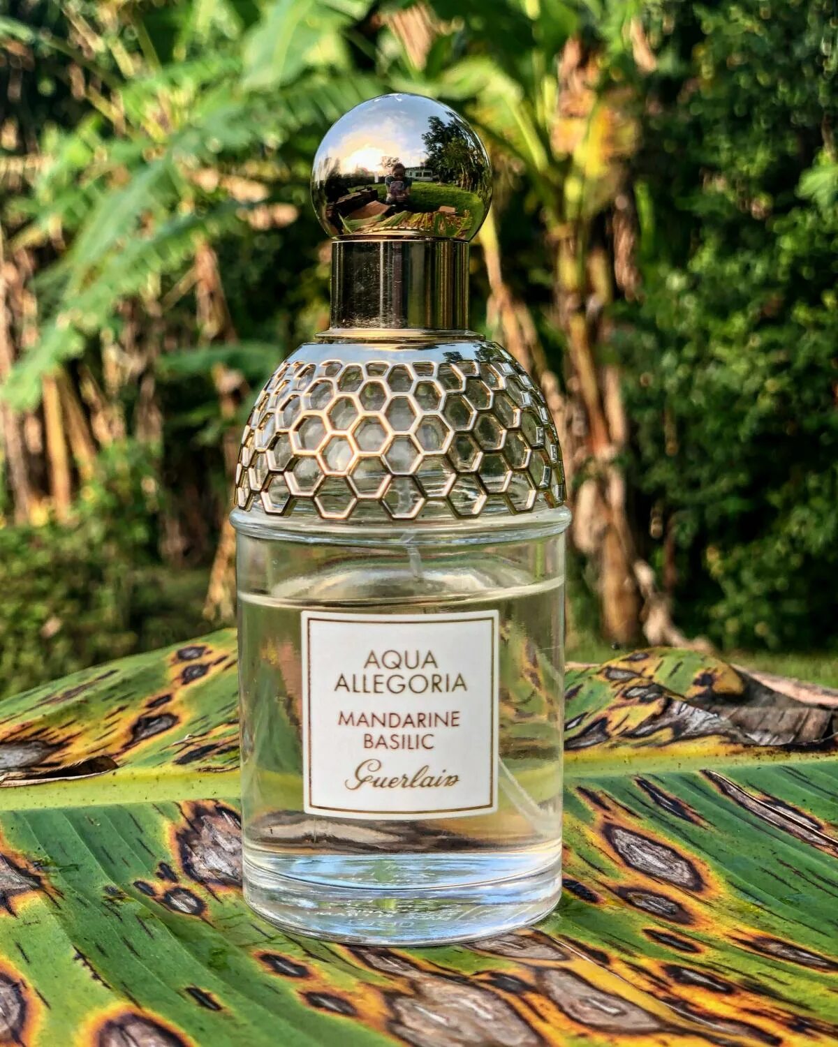 Guerlain Aqua Allegoria Mandarine basilic. Guerlain Aqua Allegoria Mandarine. Духи Aqua Allegoria Mandarine basilic. Герлен Аква аллегория мандарин базилик. Guerlain aqua allegoria mandarine basilic forte