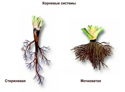 Мочковатой корневой системы