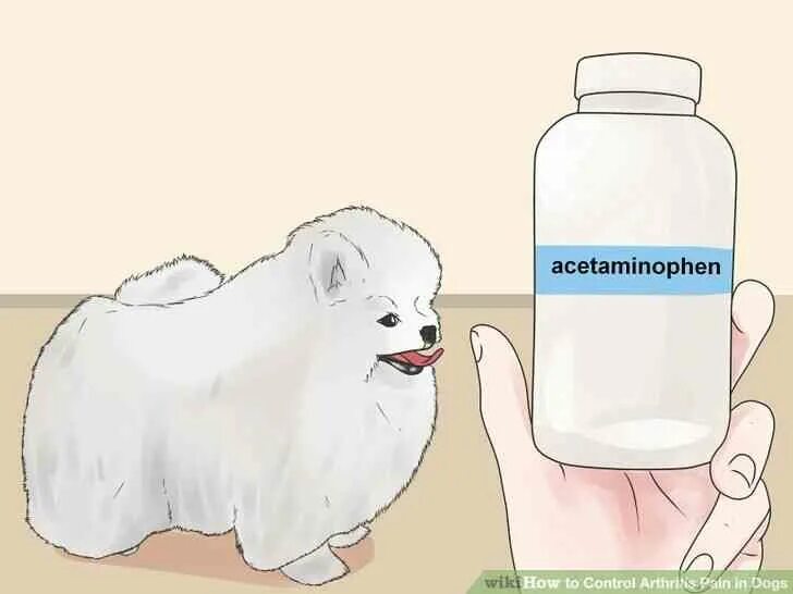 Можно дать собаке парацетамол. Какие лекарства нельзя давать собакам колли. Собаке дали парацетамол. Если дать собаке парацетамол что будет.