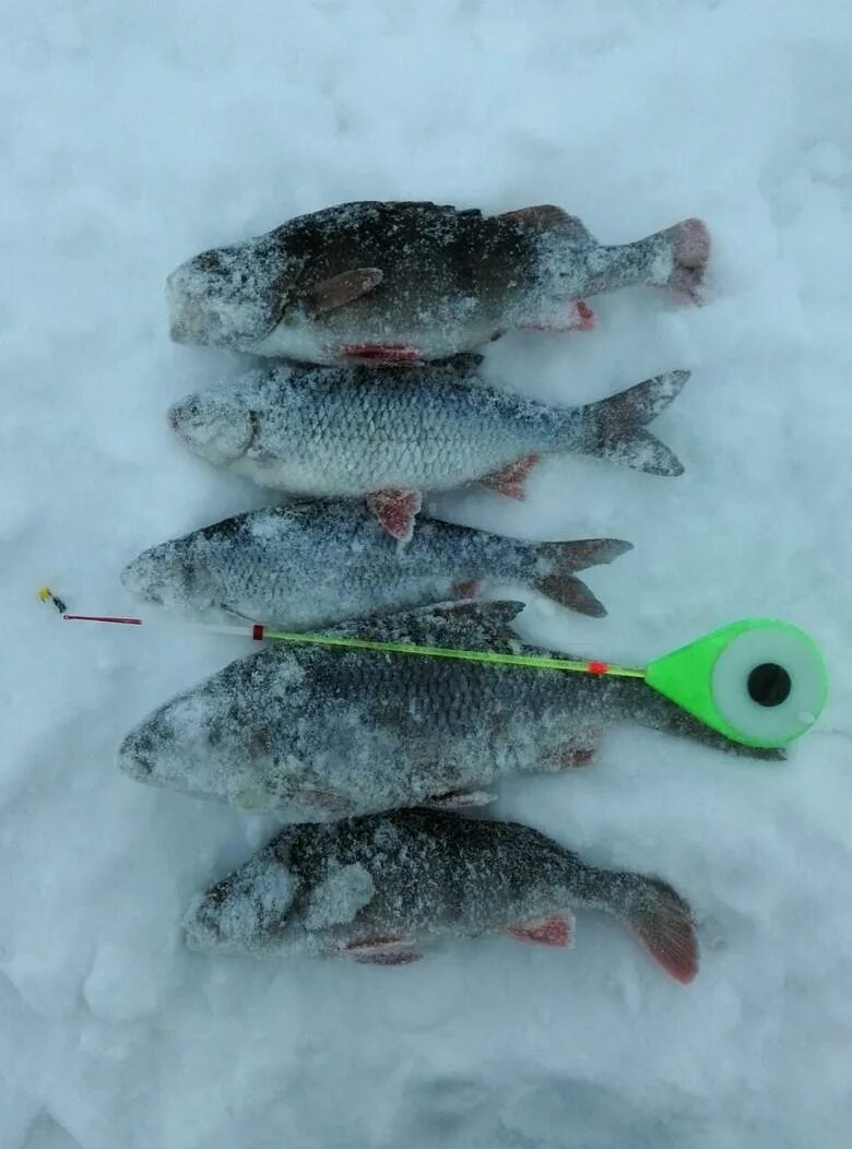 Последние отчеты с водоемов. Последние отчеты с водоемов. Рыбалка зимой на обском водохранилище. Последние отчеты с водоемов. Нижнее гурово пруд звездочка.