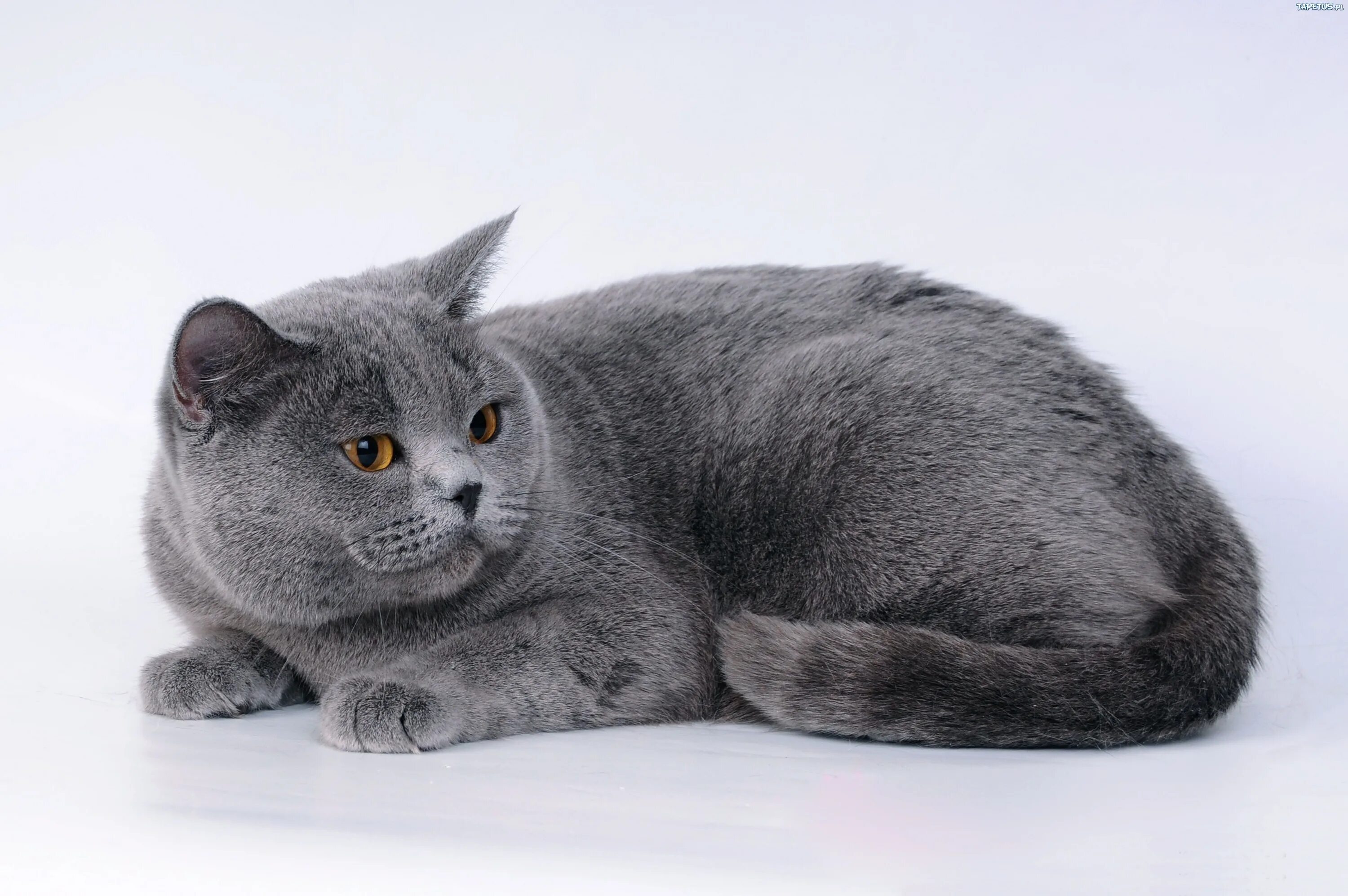 Породы кошек серая британская. Британская короткошёрстная кошка. Британская короткошёрстная кошка голубая. Британский короткошерстный кот серый. Картезианская кошка британец.