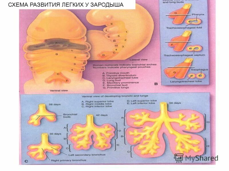 Стадии развития легких. Формирование дыхательной системы у эмбриона. Эмбриогенез дыхательной системы. Этапы развития легких. Стадии развития легкого.