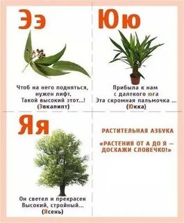 Растения на букву р 4 буквы