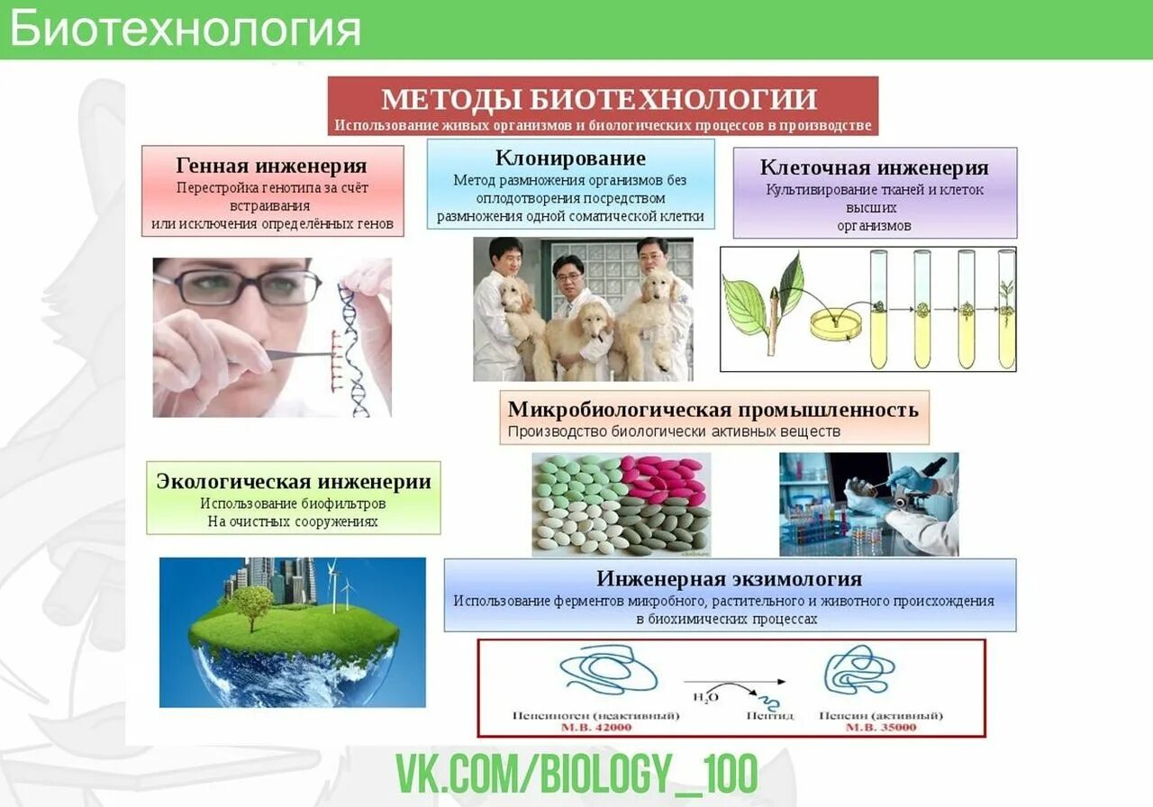 Биотехнология где. Методы и направления биотехнологии. Генная инженерия в биотехнологии методы. Биотехнология это метод селекции. Методы биотехнологии в биологии.