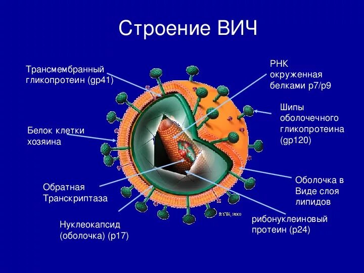 Вич биология. Строение вируса ВИЧ. Схема вируса ВИЧ. Строение ВИЧ вируса схема. Схема строения вируса иммунодефицита человека.