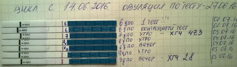 Сколько хгч показывает тест. Сколько хгч показывает тест