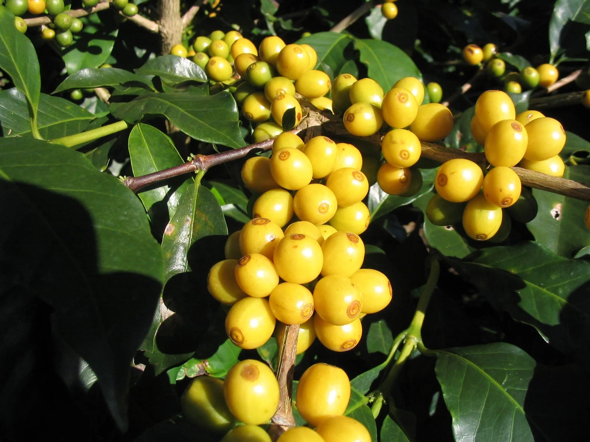 Кофе это фрукт. Жёлтый Бурбон кофе растение. Бразилия желтый Бурбон. Сорт кофе Бурбон. Бразилия желтый Бурбон растение.
