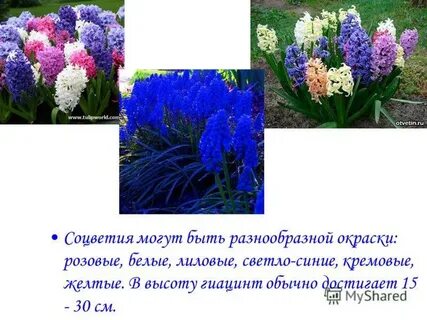 Легенда о гиацинте