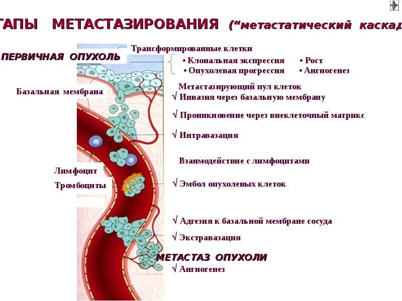 Что такое экстравазация. Опухолевый рост патофизиология. экстравазация что это в медицине.