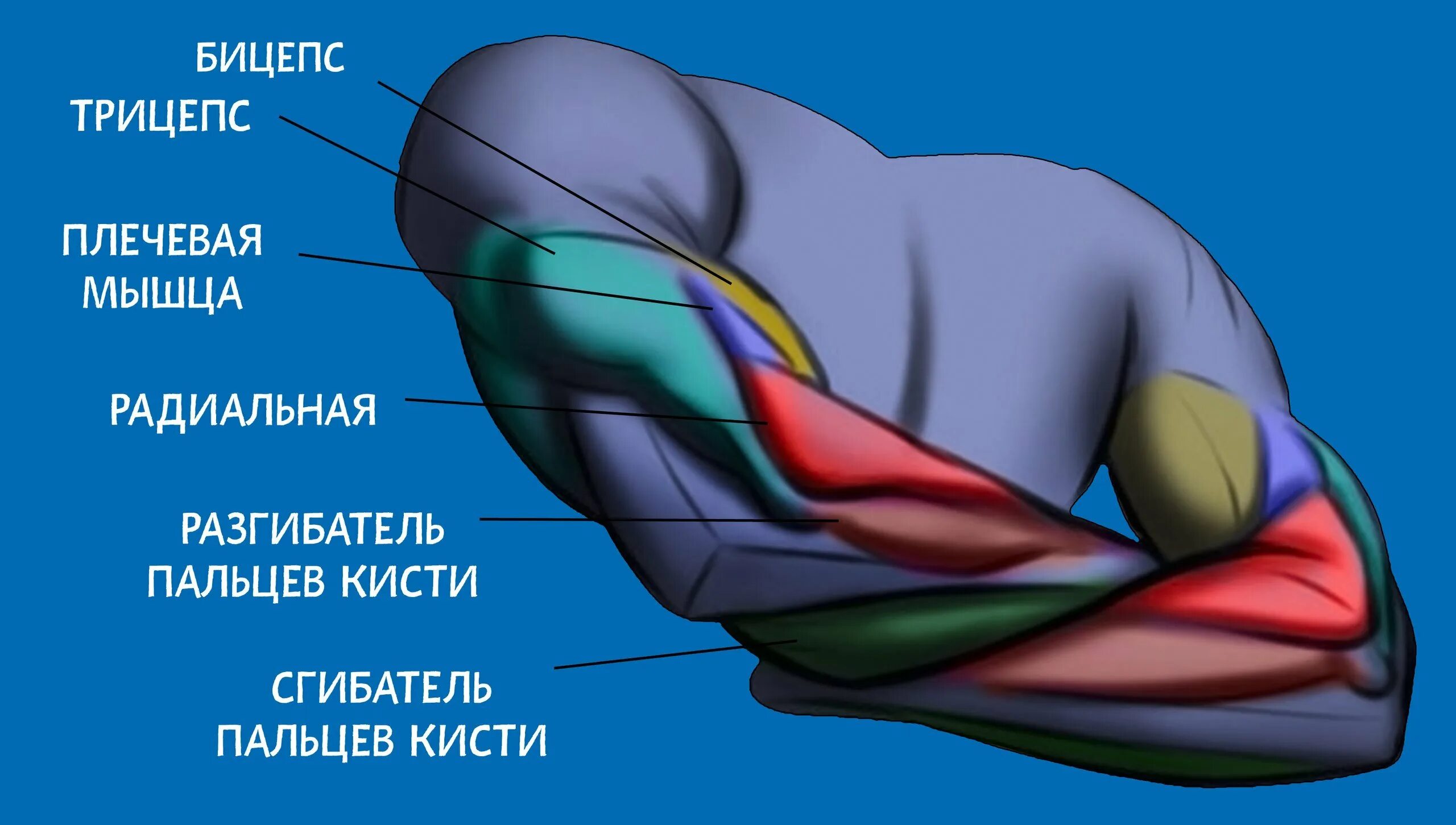 Трицепс мышца. Строение трицепса анатомия. Латеральная головка трицепса анатомия. Трицепс анатомия мышц. Строение руки бицепс трицепс.
