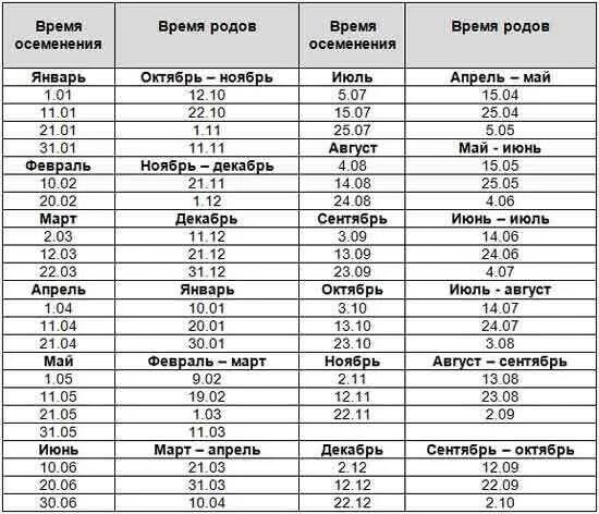 Через сколько приходит в охоту