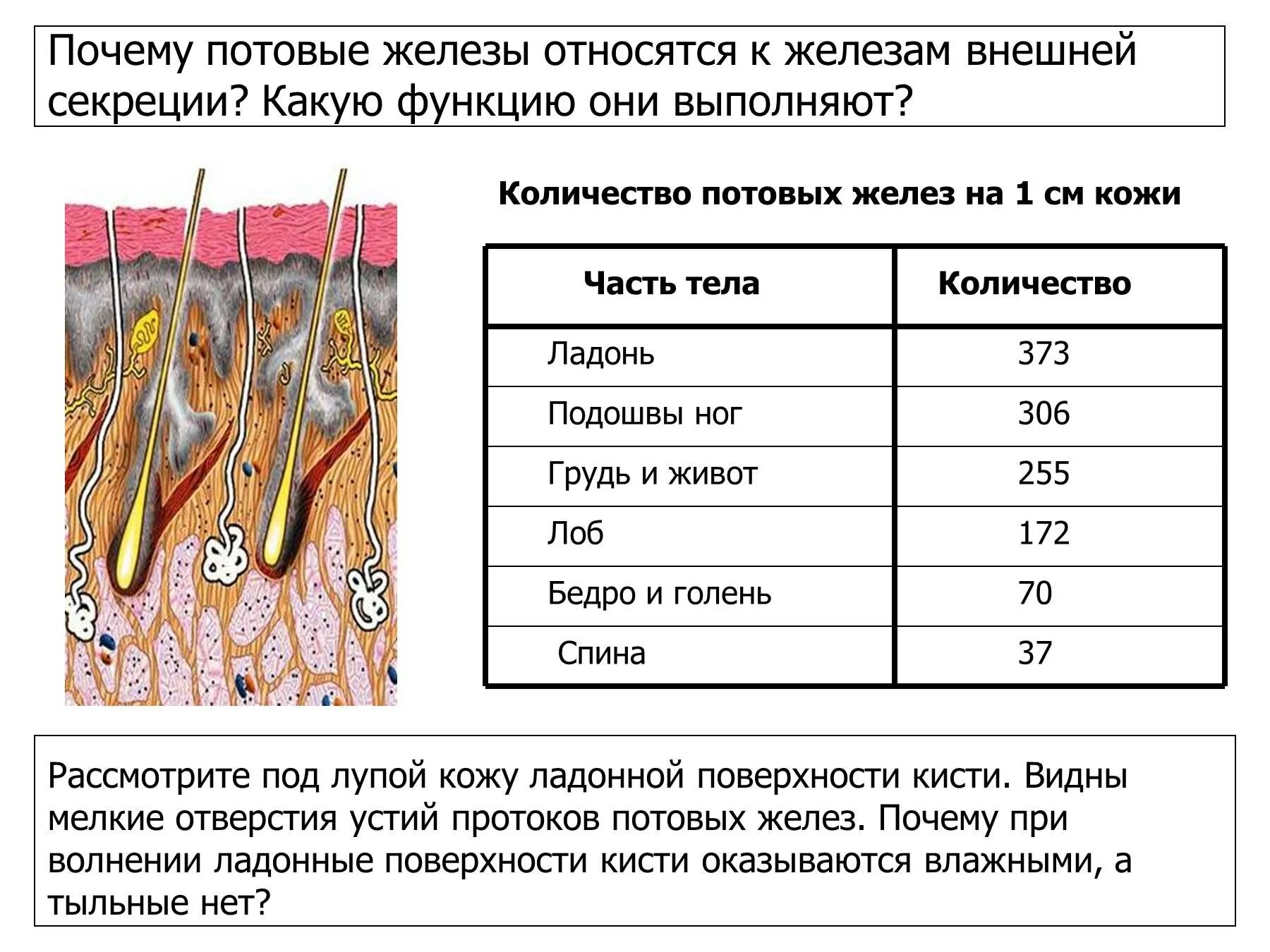 Строение кожи потовая железа. Функции выходных отверстий потовых желез. Тип секреции потовых желез кожи пальца. Потовые железы 8 класс биология. Функция железы кожи человека