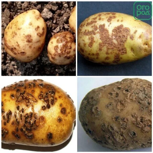 Почему картошке можно. Обыкновенная парша картофеля. Порошистая парша картофеля. Парша на клубнях картофеля.