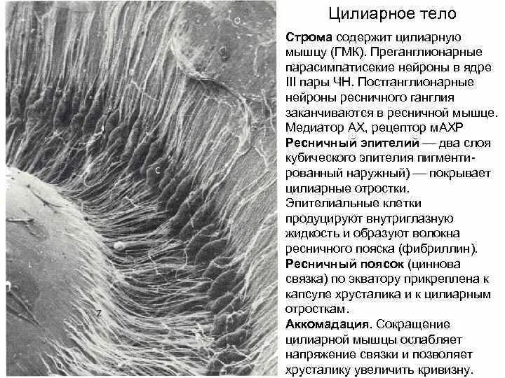 Функция ресничной мышцы. Ресничное тело строение. цилиарное тело мышцы. цилиарные отростки глаза. анатомия цилиарного тела.