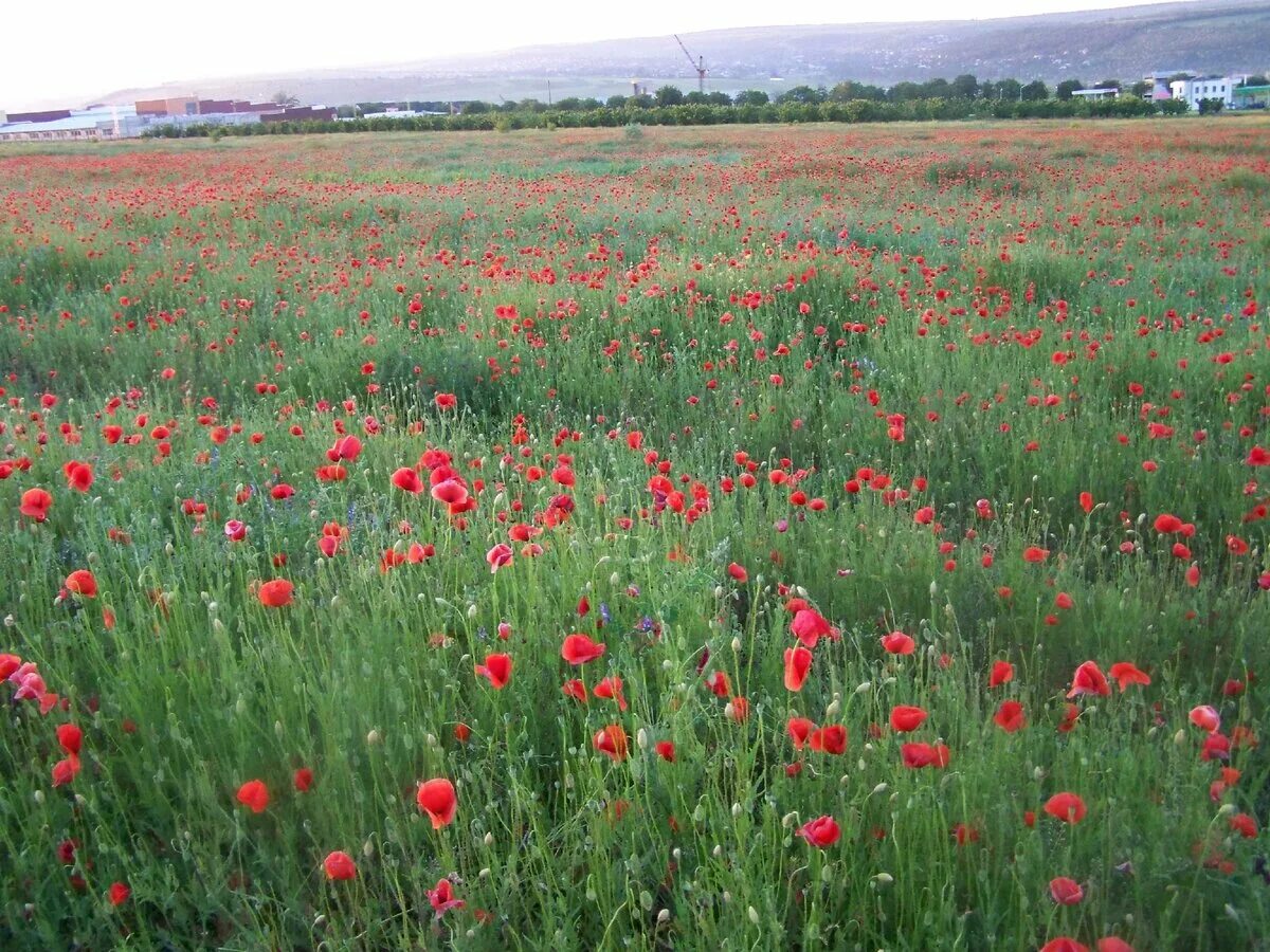 Поле в Димитровграде. Flower in the Air. Артикул field Flowers rouge. Обожать поле