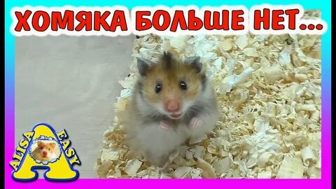 Хомяк кто сколько заработал