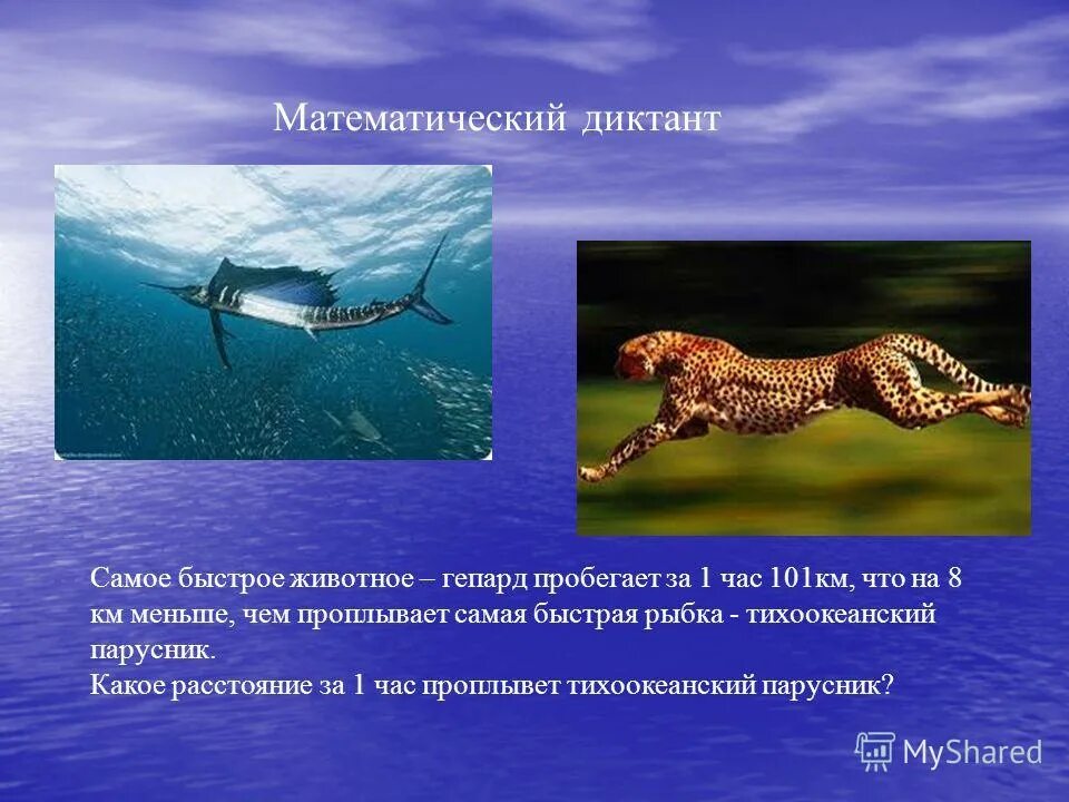 Какое самое быстрое животное в мире и его скорость. У какого животного самая быстрая реакция. Самое быстрое животное на земле гепард. Самое быстрое животное в мире. У какого животного самая быстрая реакция.