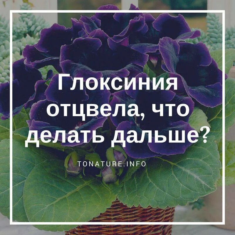 Глоксиния отцвела. Глоксиния уход после цветения. Глоксиния отцвела что делать. Глоксиния уход в домашних условиях после цветения. Как разбудить глоксинию