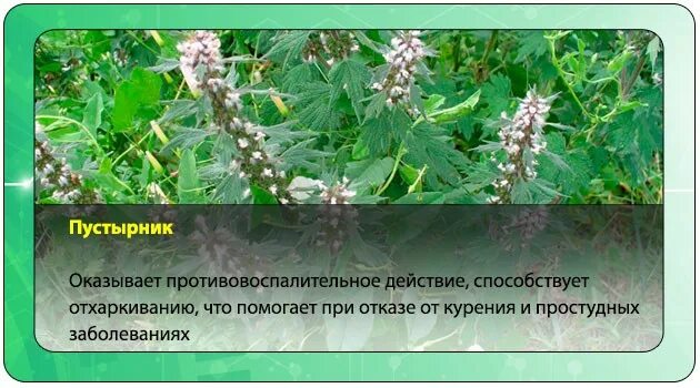 Пустырник сердечный оказывает эффект. Трава пустырника оказывает действие. пустырник мята валериана. пустырник действие. пустырник валериана и мелисса.