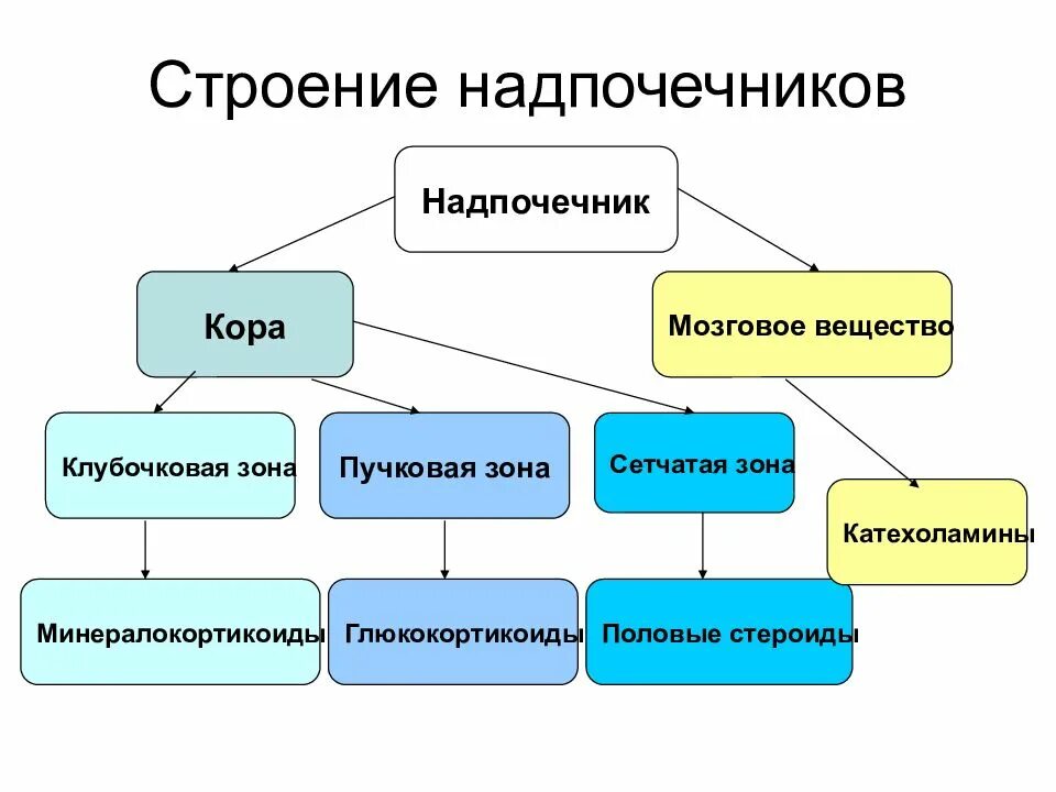 Сетчатая коры надпочечников. Внутреннее строение надпочечников. Схема строения надпочечника. Структура коры надпочечников. Строение надпочечнико.