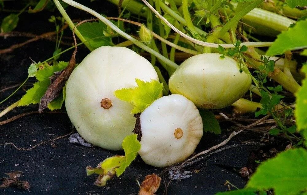 Как посадить патиссоны в открытый. Патиссон растение. патиссоны куст. патиссоны на грядке.
