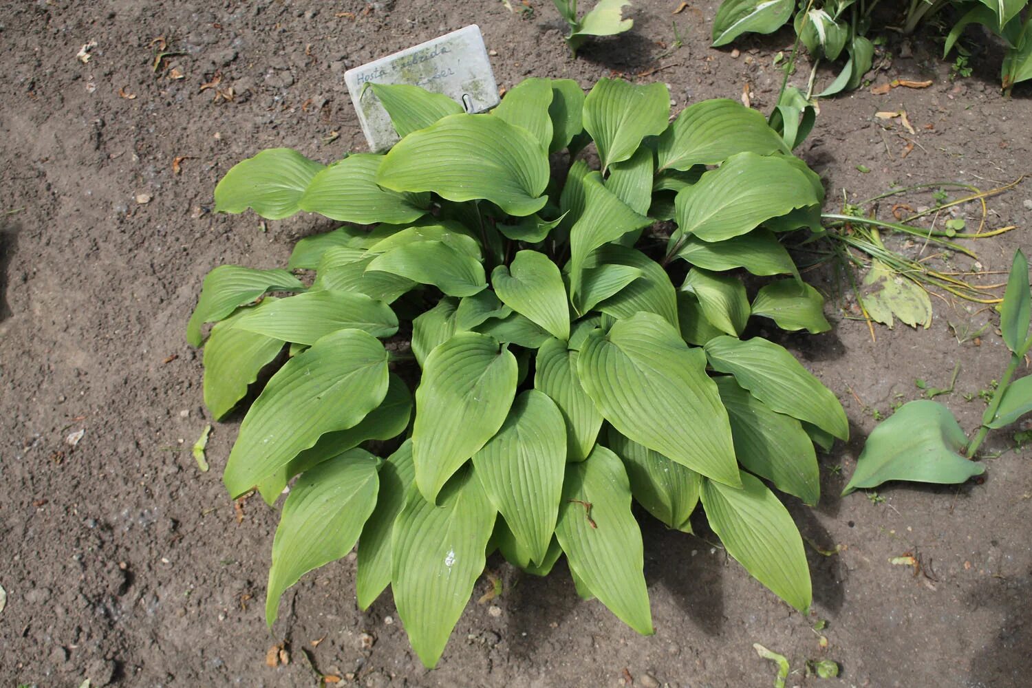 Хоста ред октобер. Хоста красный октябрь. Хоста red hostas. Red host. Хоста красночерешковая.