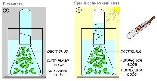 Опыт фотосинтез вода. Опыт фотосинтез Элодея. Выделение кислорода растениями. Опыт выделение кислорода на свету.