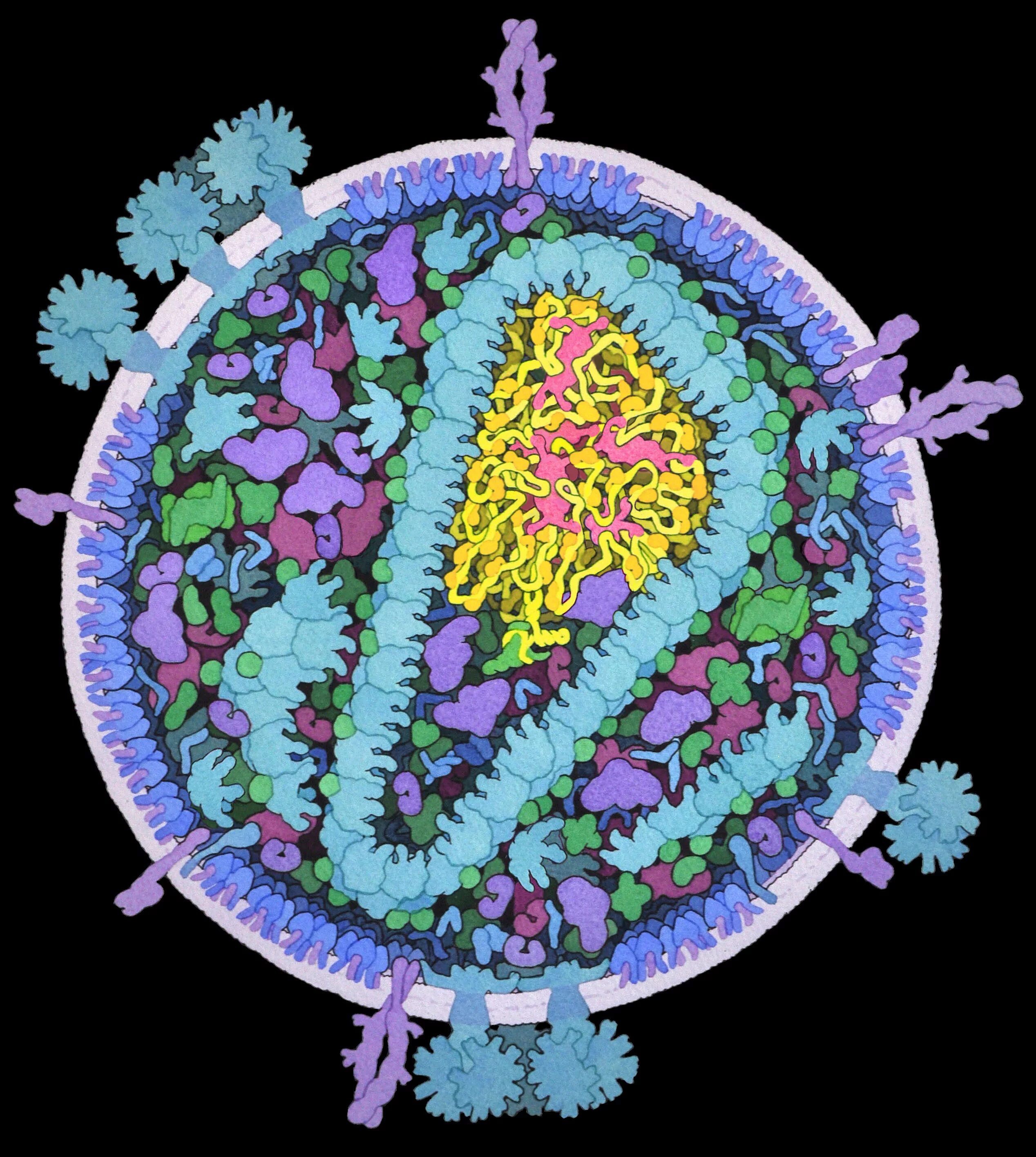 Local virus. Ретровирус ВИЧ. Ретровирус возбудитель. Ретровирус РНК. Вирусы семейства Retroviridae.