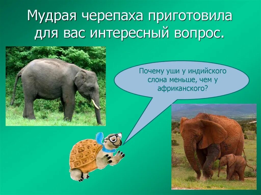 Рабочий лист 1 класс где живут слоны. Где живут слоны. где живут слоны окружающий мир. где живут слоны задание. где живут слоны 1 класс школа россии презентация.
