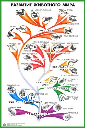 Как располагаются группы животных на родословном древе. Схема развития животного. Эволюционное Древо животных.