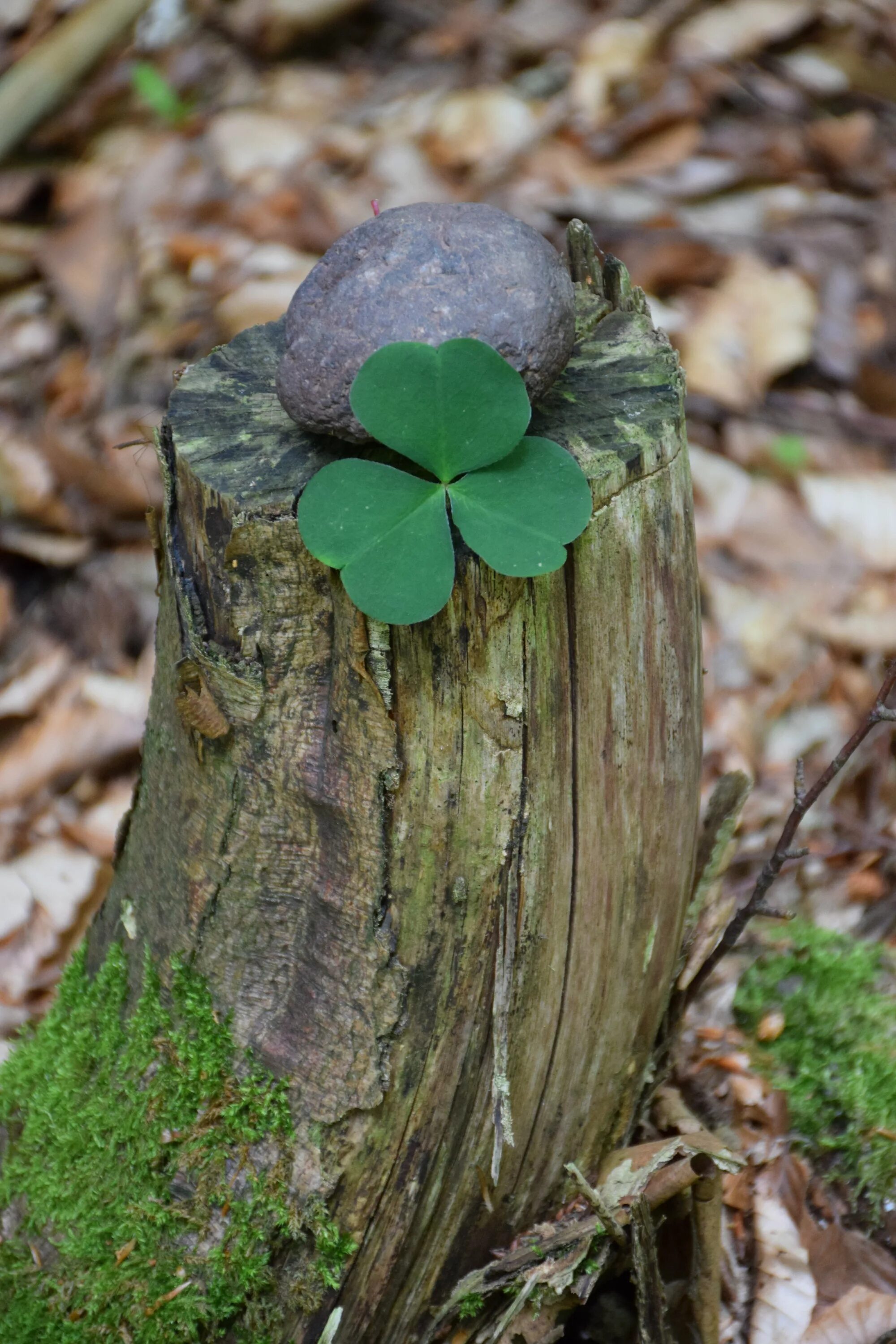 Clever tree