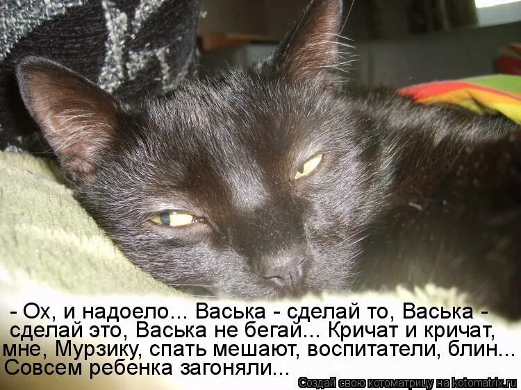 Васька упал. Васька. перегретый васька. васька картинки. васька-прожорливое брюшко.