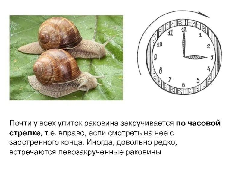 Панцирь черепахи и раковина улитки является примером. Промеры раковины улиток. панцирь улитки закрученный по часовой стрелке. раковина у улитки по часовой. в какую сторону закручена раковина улитки.
