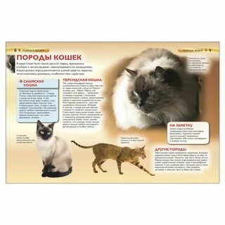 Детская энциклопедия кошки