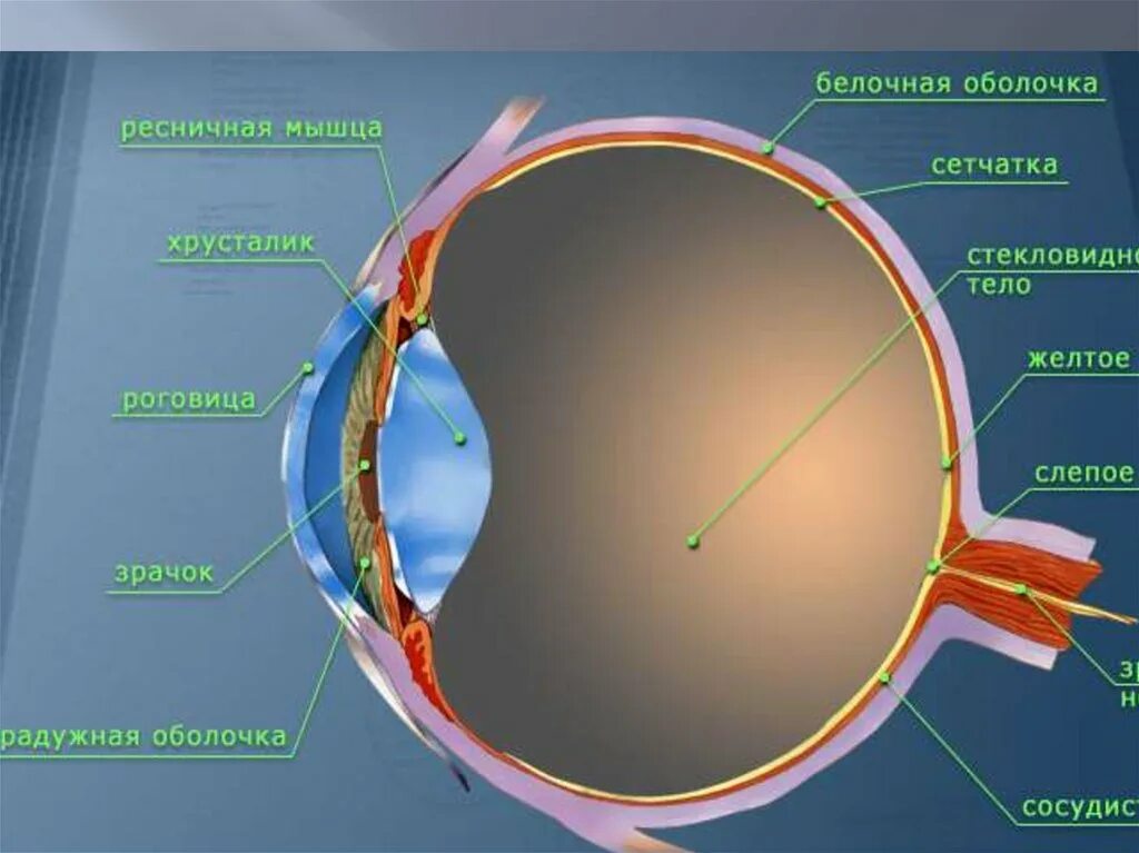 Анатомия глазное яблоко атлас. Строение глазного яблока. Строение глаза. Строение человеческого глаза. К оптической системе глаза относятся роговица хрусталик