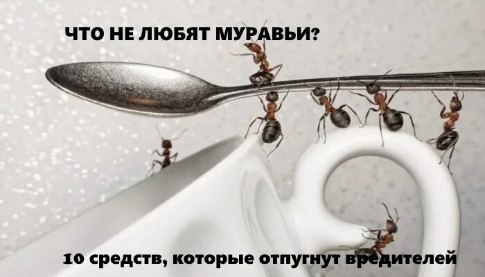 Запахи не любят муравьи. Чего не любят муравьи. что любят муравьи. муравьи любовь. муравьи не любят запах.
