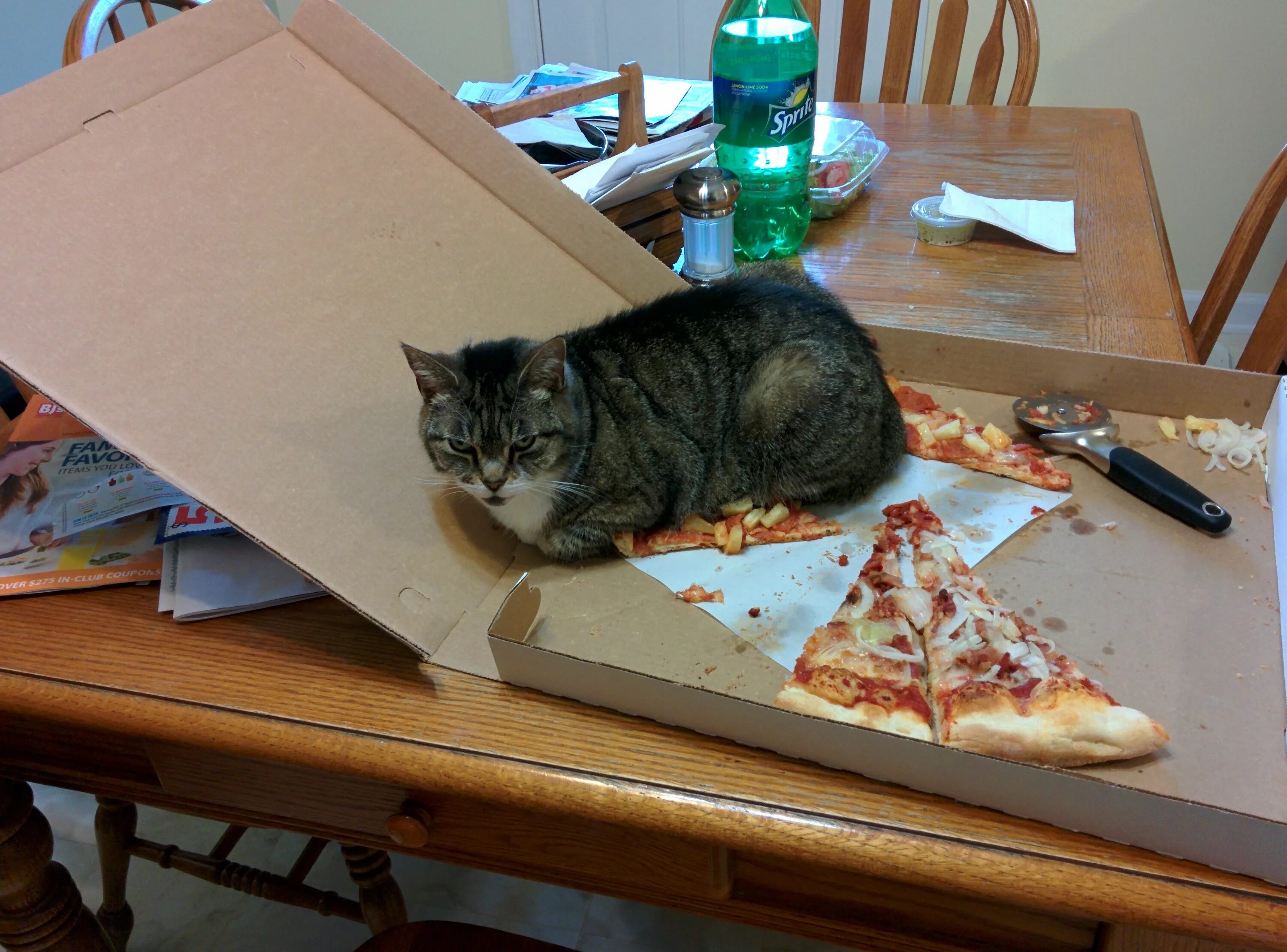 Шкодливые коты. Кот и пицца. Нашкодивший кот. Котик с пиццей.