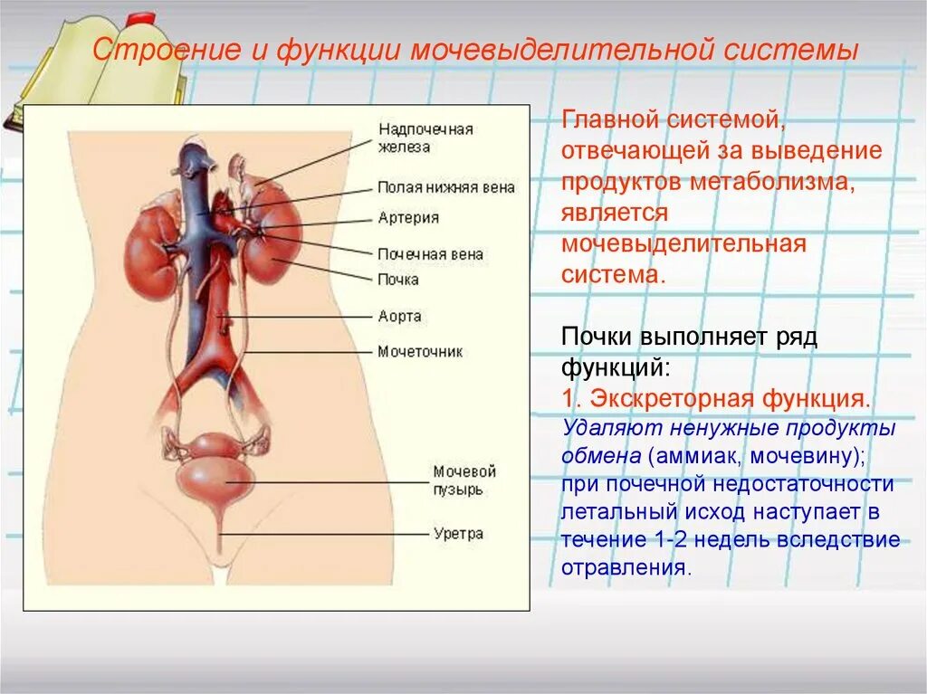 Основной орган мочевыделительной системы человека. Мочевыделительная система строение анатомия. Мочевыделительная система человека строение и функции таблица. Функции мочевыделительной системы человека. Мочевыделительная система состав органов и функции.