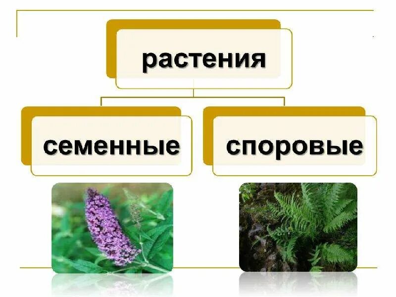 Высшие растения споровые и семенные. Споровые растения семенные растения. Многообразие растений споровые и семенные. Сопроаые растения сессенные пастения. Семенные растения примеры организмов