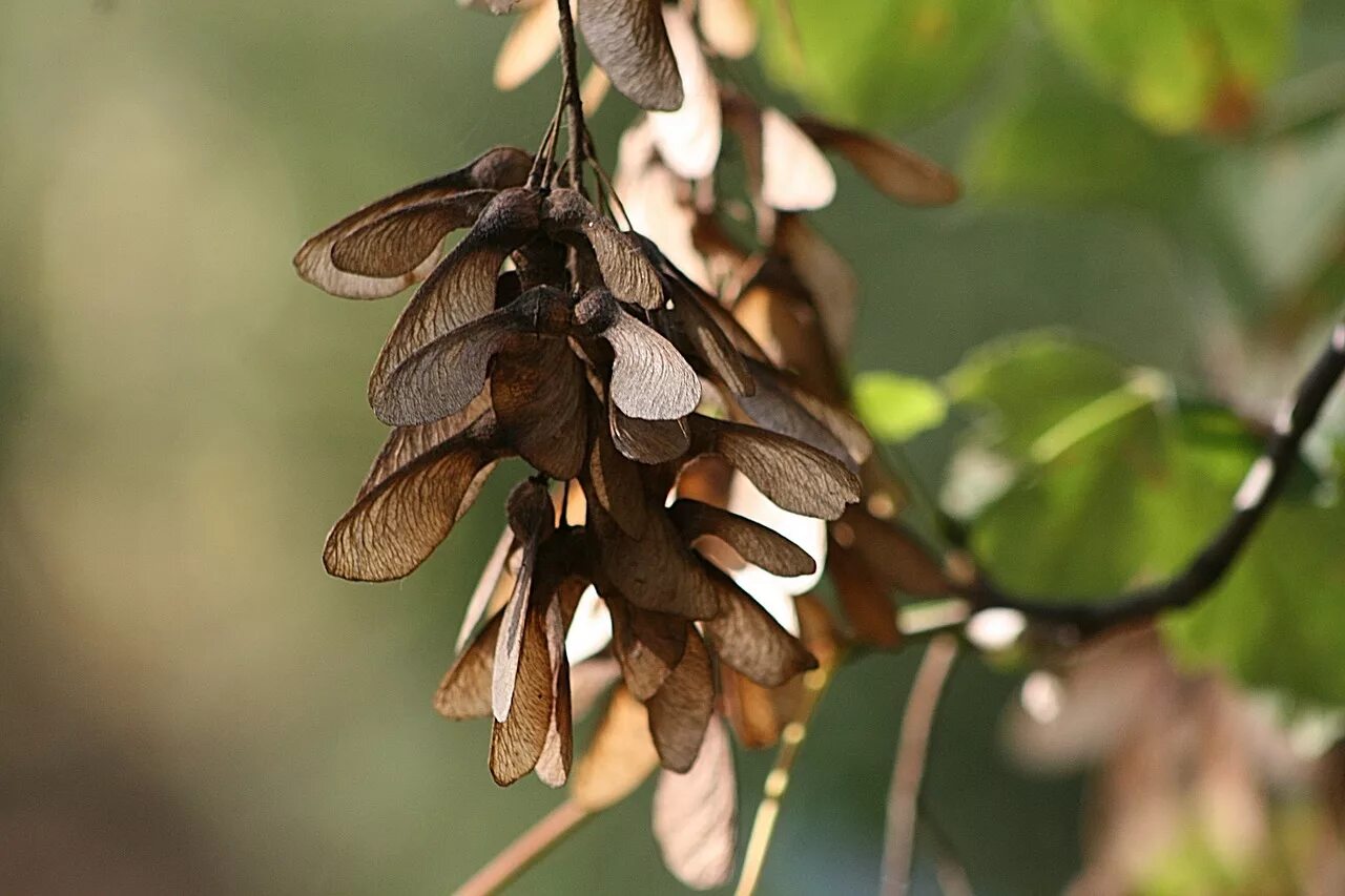 Клен ясенелистный крылатки. Клен остролистный крылатка. Семена этого дерева летучки. Семена этого дерева летучки. Семена этого дерева летучки.