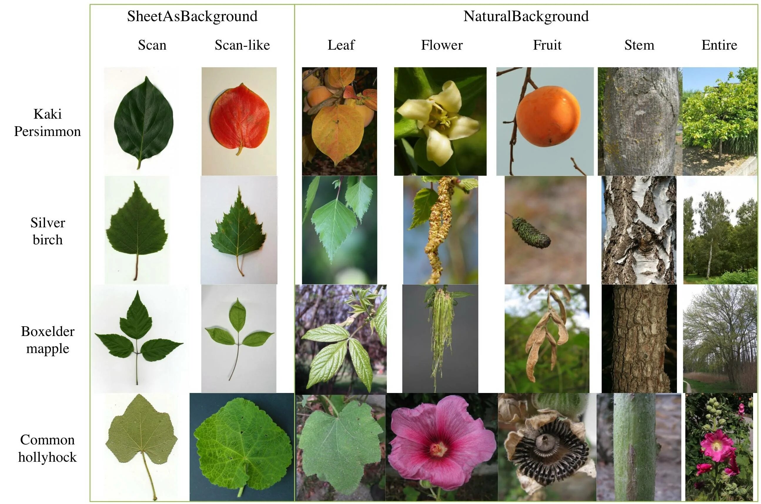 Plants kinds. Дизайнерские растения с названием. Программа для определения названия растения по фото. Гайд по растениям. Определение растения по фото.