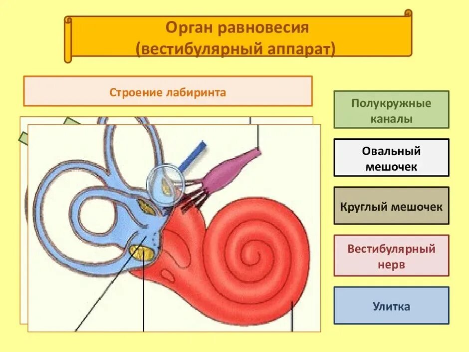 Вестибулярный аппарат расположен в ухе. Строение анализатора органа равновесия. Схема строения вестибулярного анализатора. Вестибулярный аппарат анатомически располагается. Функции полукружных каналов вестибулярного аппарата.