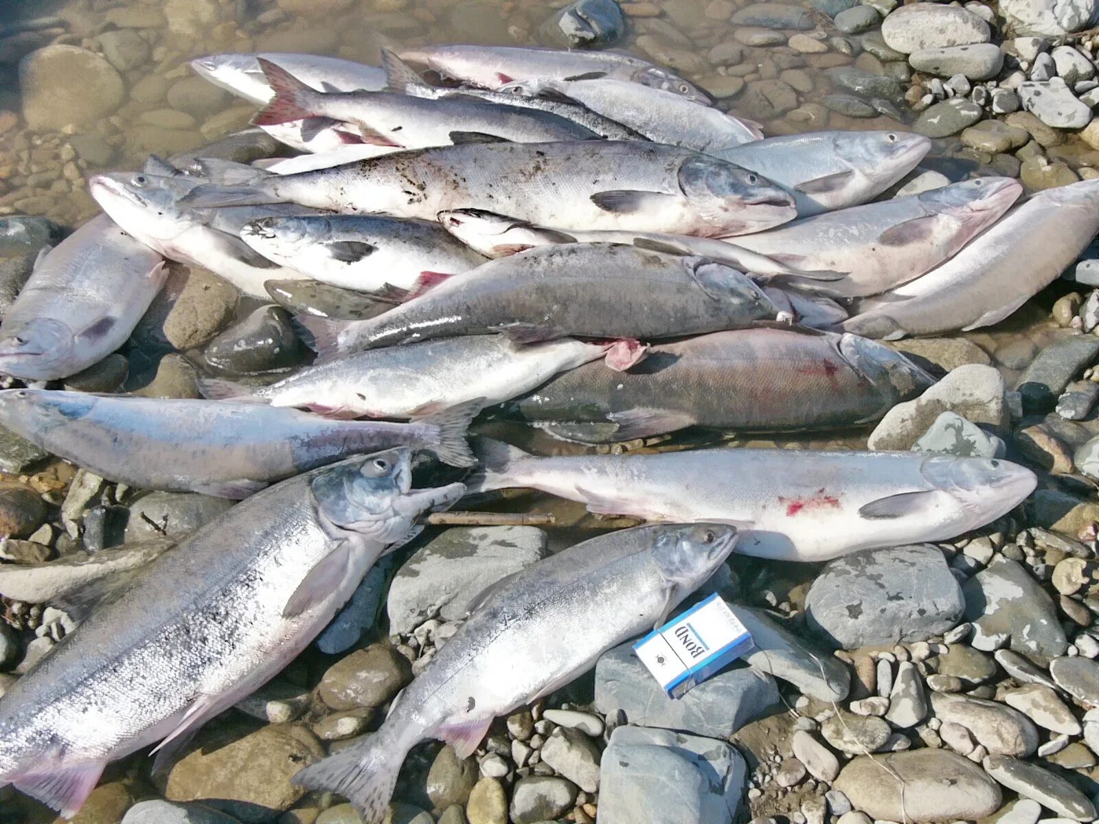 Сколько видов рыб водится в охотском. Кижуч Охотское море. Мальма Сахалинская. Рыба кета Охотское море. Кижуч Магадан рыбалка.