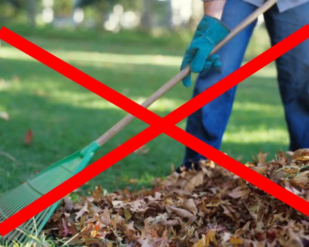Нужно ли убирать листву. Убираем листву. Уборка газона осенью. Сухая листва на газоне. Переработка листвы.