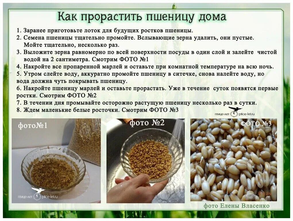 Можно ли проращивать семена. Как проращивать пшеницу в домашних условиях для еды. Проращивание пшеницы дома. Зерна пшеницы для проращивания. Пшеница для проращивания в пищу.