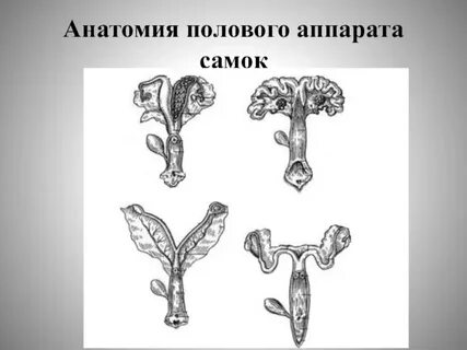 Изучение полового