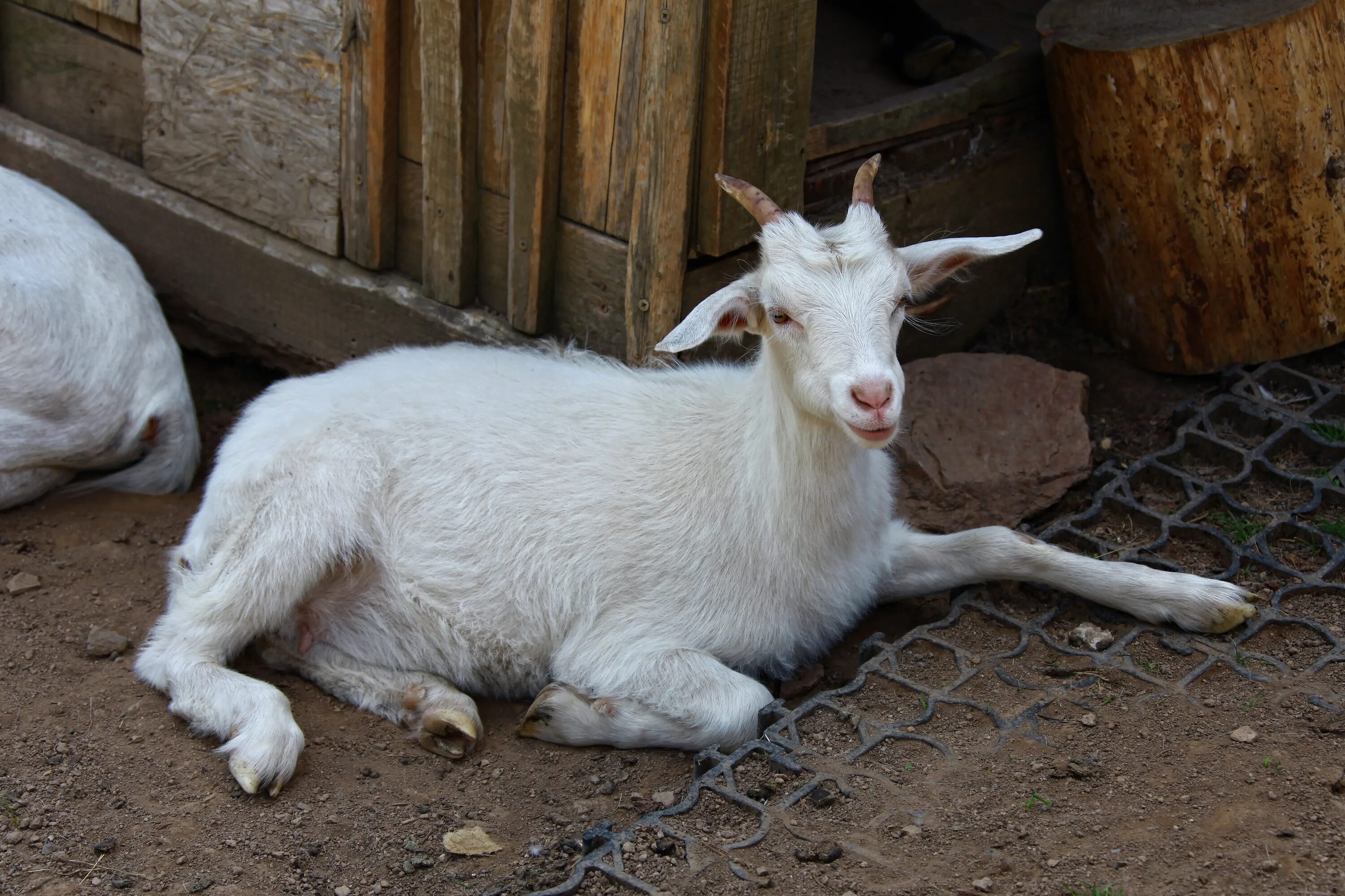 Goat com. Кашмирская коза. Коза козёл козлёнок. Вика коза. Кашмирская коза фото.